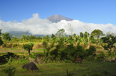 View of  Mount Rinjani from Sembalun Lawang, Lombok, Indonesia, Southeast Asia, Asia