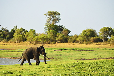 Sri Lankan elephant (Elephas maximus maximus), Minneriya National Park, Sri Lanka, Asia