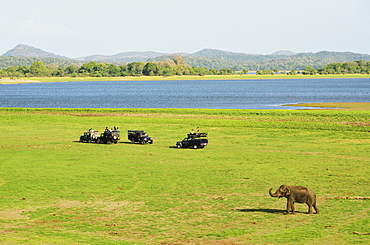 Sri Lankan elephant (Elephas maximus maximus), Minneriya National Park, Sri Lanka, Asia