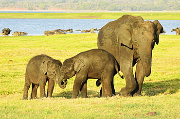 Sri Lankan elephant (Elephas maximus maximus), Minneriya National Park, Sri Lanka, Asia