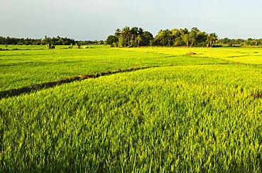 Rice fields, Polonnaruwa, Sri Lanka, Asia