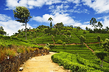 View of tea plantations from Lipton's Seat, Haputale, Sri Lanka, Asia