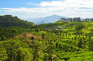 View of tea plantations from Lipton's Seat, Haputale, Sri Lanka, Asia