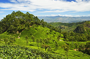 View of tea plantations from Lipton's Seat, Haputale, Sri Lanka, Asia