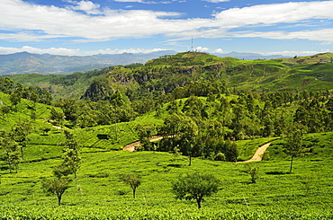 View of tea plantations from Lipton's Seat, Haputale, Sri Lanka, Asia