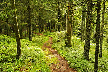 Walking trail, Hochkopf, near Schonau, Black Forest, Baden-Wurttemberg, Germany, Europe