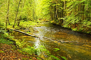 Grosser Regen (river), near Bayerisch Eisenstein, Bavarian Forest, Bavaria, Germany, Europe