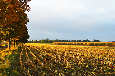 Rural autumn scene near Villingen-Schwenningen, Black Forest, Schwarzwald-Baar, Baden-Wurttemberg, Germany, Europe