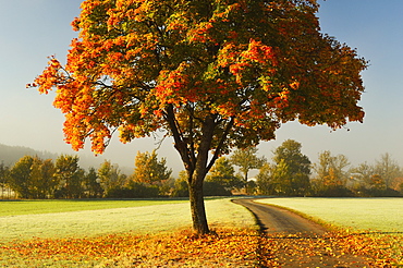 Maple tree and morning fog in autumn, near Villingen-Schwenningen, Baden-Wurttemberg, Germany, Europe