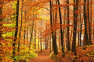 Autumn forest in the Neckar valley, near Villingen-Schwenningen, Baden-Wurttemberg, Germany, Europe