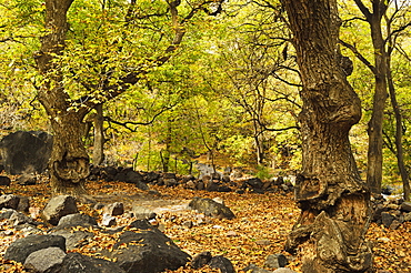 Forest near Imlil village, Toubkal mountains, High Atlas, Morocco, North Africa, Africa