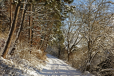 Black Forest in winter, near Villingen-Schwenningen, Baden-Wurttemberg, Germany, Europe