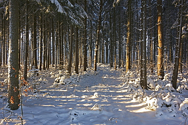 Black Forest in winter, near Villingen-Schwenningen, Schwarzwald-Baar, Baden-Wurttemberg, Germany, Europe