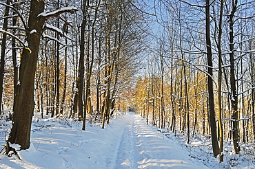 Rural winter scene, near Villingen-Schwenningen, Schwarzwald-Baar, Baden-Wurttemberg, Germany, Europe