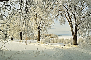 Beech trees with hoar frost, near Villingen-Schwenningen, Schwarzwald-Baar, Baden-Wurttemberg, Germany, Europe