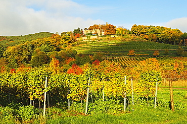 Kropsburg castle and vineyard landscape, near St. Martin, German Wine Route, Rhineland-Palatinate, Germany, Europe