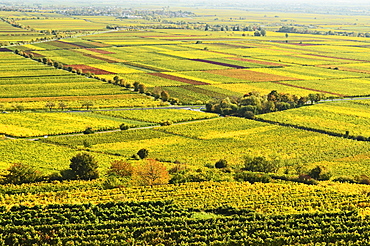 Vineyard landscape, near Bad Duerkheim, German Wine Route, Rhineland-Palatinate, Germany, Europe