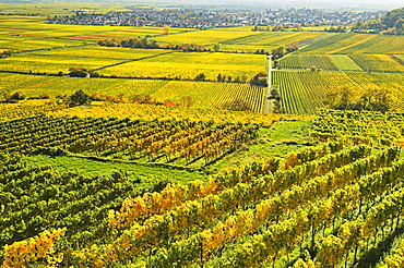 Vineyard landscape, near Bad Duerkheim, German Wine Route, Rhineland-Palatinate, Germany, Europe