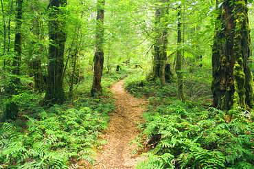 Footpath through Myrtle Beech Trees in the temperate rainforest, Yarra Ranges National Park, Victoria, Australia, Pacific