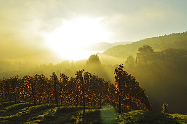 Vineyard landscape, near Buehlertal, Ortenau, Baden Wine Route, Baden-Wurttemberg, Germany, Europe