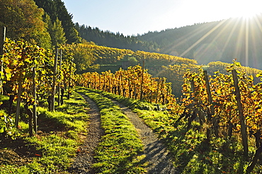 Vineyard landscape, Ortenau, Baden Wine Route, Baden-Wurttemberg, Germany, Europe