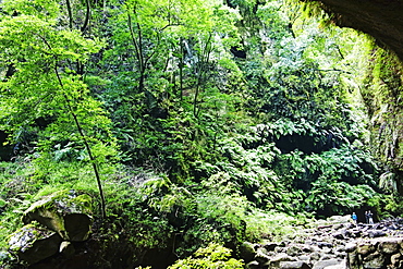 Laurel forest, Los Tilos Biosphere Reserve, La Palma, Canary Islands, Spain, Europe