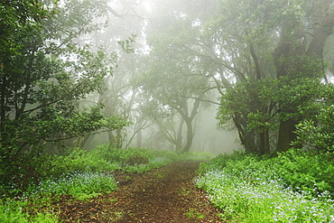 Laurel forest in fog, El Hierro, Canary Islands, Spain, Europe