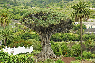 El Drago Milenario (Thousand-Year-Old Dragon Tree), Icod de los Vinos, Tenerife, Canary Islands, Spain, Europe