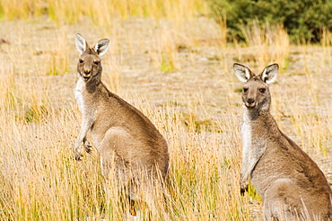 Eastern grey kangaroos, Wilsons Promontory National Park, Victoria, Australia, Pacific