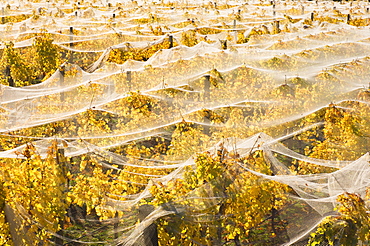 Vineyard, Wanaka, Central Otago, South Island, New Zealand, Pacific