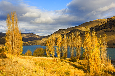 Poplar trees and Lake Dunstan, Cromwell, Central Otago, South Island, New Zealand, Pacific