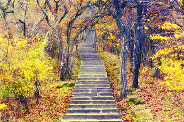 Footpath through mountain forest, Huang Shan (Yellow Mountain), UNESCO World Heritage Site, Anhui Province, China, Asia