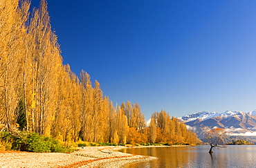 Poplar trees at Lake Wanaka, Wanaka, Central Otago, South Island, New Zealand, Pacific
