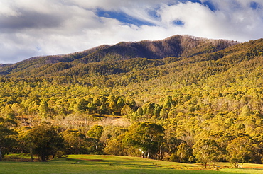 Eucalyptus forest, Kosciuszko National Park, New South Wales, Australia, Pacific