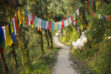 Path and prayer flags, McLeod Ganj, Dharamsala, Himachal Pradesh state, India, Asia