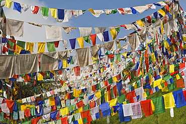 Prayer flags, McLeod Ganj, Dharamsala, Himachal Pradesh state, India, Asia