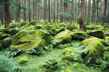 Mossy rocks, Reserve Forest, Manali, Himachal Pradesh state, India, Asia