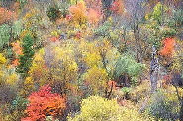 Autumn colours, Yading Nature Reserve, Sichuan Province, China, Asia