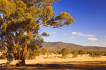 Trees and fields, The Grampians National Park, Victoria, Australia, Pacific