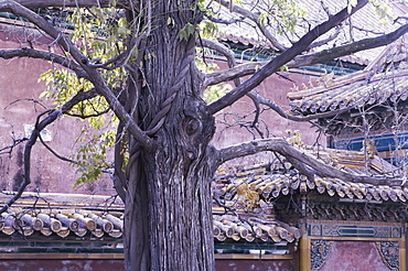 Tree and architectural detail, Forbidden City (Palace Museum), Beijing, China, Asia