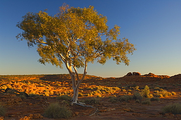 Ghost gum tree, Watarrka National Park, Northern Territory, Australia, Pacific