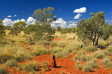 Termite mounds in the Outback, Queensland, Australia, Pacific