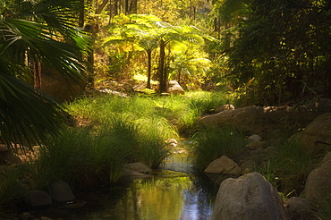 Tree ferns, Moss Garden, Carnarvon Gorge, Carnarvon National Park, Queensland, Australia, Pacific