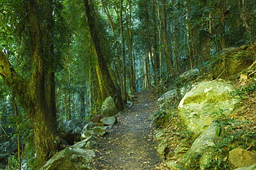 Walking track through Dorrigo National Park, UNESCO World Heritage Site, New South Wales, Australia, Pacific