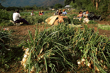 Bunching onions, Lago Atitlan, Guatemala, Central America