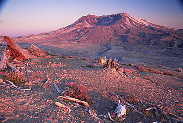 Penstemon flowers, Mount St. Helens, Mount St. Helens National Volcanic Monument, Washington state, United States of America, North America