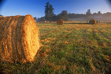 Rural landscape, San Juan Island, San Juan Islands, Washington state, United States of America, North America