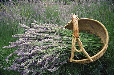 Lavender harvest, Vashon Island, Washington state, United States of America, North America