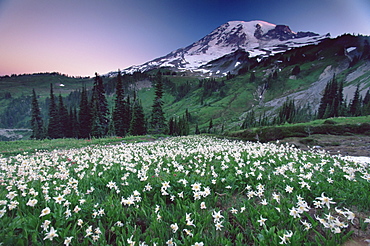 Landscape, Mount Rainier National Park, Washington state, United States of America, North America