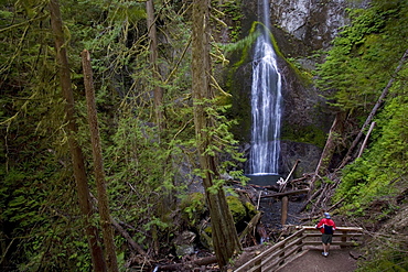 Marymere Falls, Olympic National Park, UNESCO World Heritage Site, Washington, United States of America, North America